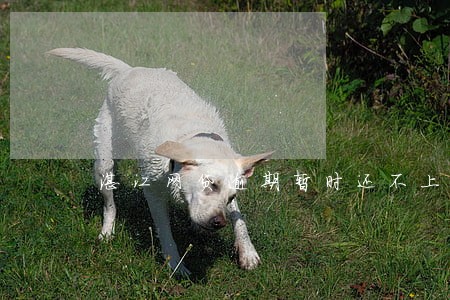 湛江网贷逾期暂时还不上怎么办 湛江网贷逾期暂时还不上怎么办