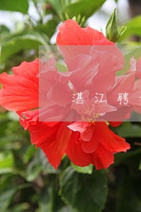 湛江聘请房产律师有哪些 湛江聘请房产律师有哪些