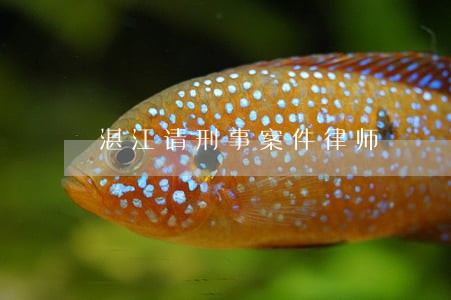 湛江请刑事案件律师