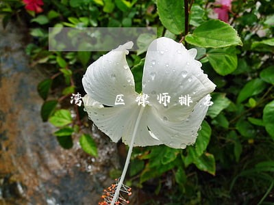 湾沚区律师排名 湾沚区律师排名