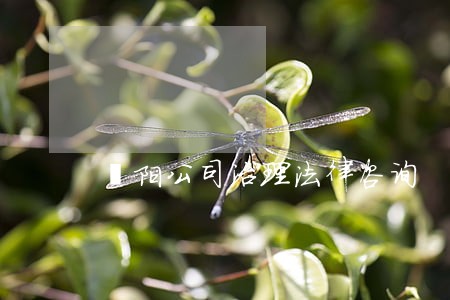 溧阳公司治理法律咨询 溧阳公司治理法律咨询