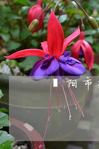 溧阳市交通肇事专业律师辩护