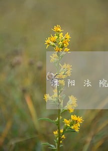 溧阳法院招辅警 溧阳法院招辅警