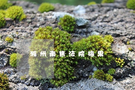 滁州南焦法院梅果 滁州南焦法院梅果