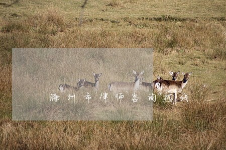 滁州市律师咨询热线 滁州市律师咨询热线