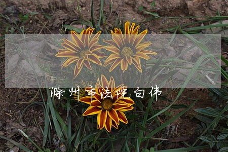 滁州市法院白伟