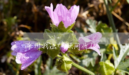 滁州找法律顾问价位 滁州找法律顾问价位