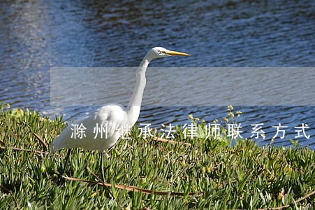 滁州继承法律师联系方式 滁州继承法律师联系方式