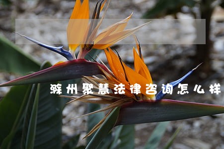 滁州聚慧法律咨询怎么样 滁州聚慧法律咨询怎么样