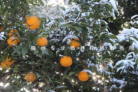 滕州专业债务律师事务所免费咨询 滕州专业债务律师事务所免费咨询