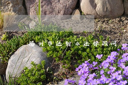滕州市法制办法律顾问 滕州市法制办法律顾问