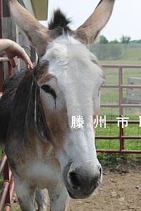 滕州市聘请民事债务律师在线咨询 滕州市聘请民事债务律师在线咨询