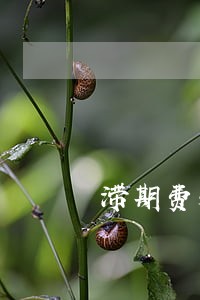 滞期费和逾期费的区别 滞期费和逾期费的区别