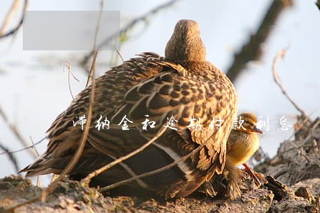 滞纳金和逾期付款利息 滞纳金和逾期付款利息