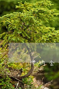 滞纳金和逾期付款违约金 滞纳金和逾期付款违约金