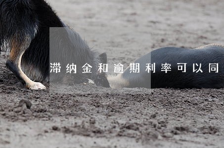 滞纳金和逾期利率可以同时主张吗 滞纳金和逾期利率可以同时主张吗