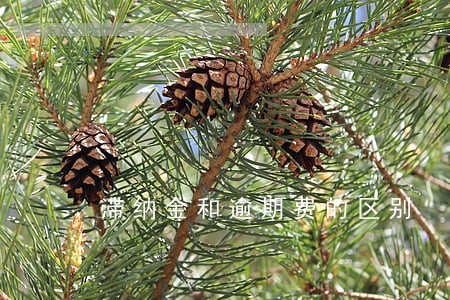 滞纳金和逾期费的区别 滞纳金和逾期费的区别