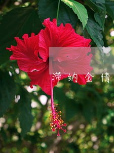 滞纳金情况下逾期可以消除 滞纳金情况下逾期可以消除
