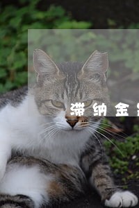 滞纳金是否是逾期利息 滞纳金是否是逾期利息