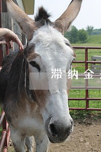 滞纳金是逾期费用吗 滞纳金是逾期费用吗