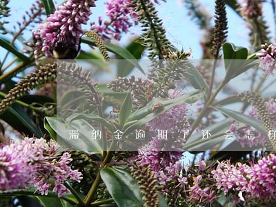 滞纳金逾期了还会怎样 滞纳金逾期了还会怎样