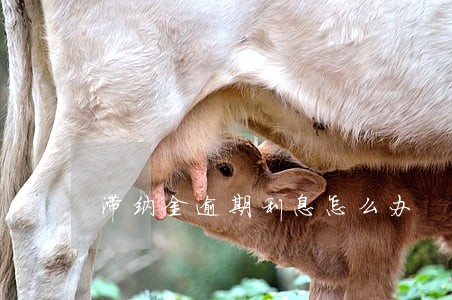 滞纳金逾期利息怎么办 滞纳金逾期利息怎么办