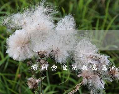 滞纳金逾期利息怎么算的 滞纳金逾期利息怎么算的