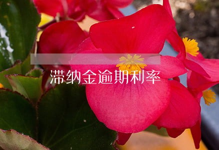 滞纳金逾期利率 滞纳金逾期利率