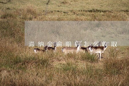 滞纳金逾期后怎么收取 滞纳金逾期后怎么收取