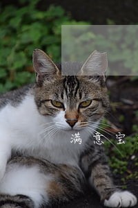 满意宝逾期会爆通讯录 满意宝逾期会爆通讯录