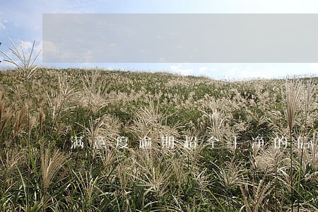 满意度逾期超全干净的信用卡