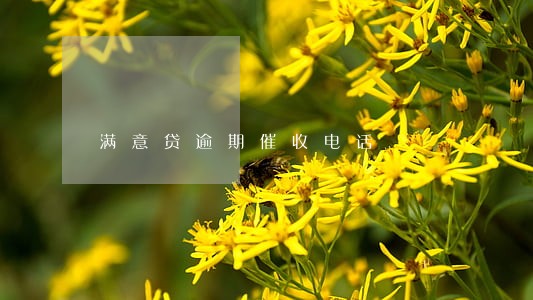 满意贷逾期催收电话 满意贷逾期催收电话
