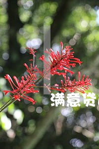 满意贷逾期过还清没有额度了 满意贷逾期过还清没有额度了