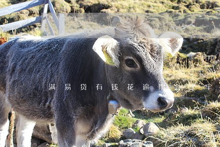 满易贷有钱花逾期会坐牢吗 满易贷有钱花逾期会坐牢吗