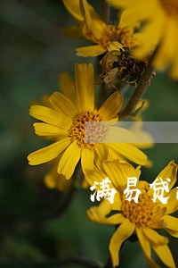 满易贷没钱还逾期怎么联系客服 满易贷没钱还逾期怎么联系客服