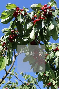 满易贷逾期五天还能借 满易贷逾期五天还能借