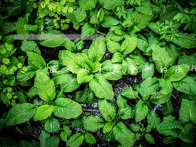 滥伐林木罪量刑的法律规定 滥伐林木罪量刑的法律规定