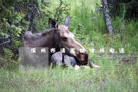 滨州市请离婚律师电话 滨州市请离婚律师电话