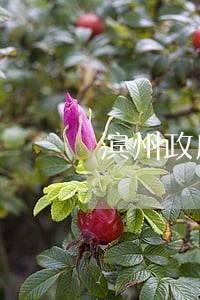 滨州政府性质的法律咨询