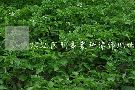 滨江区刑事案件律师地址 滨江区刑事案件律师地址