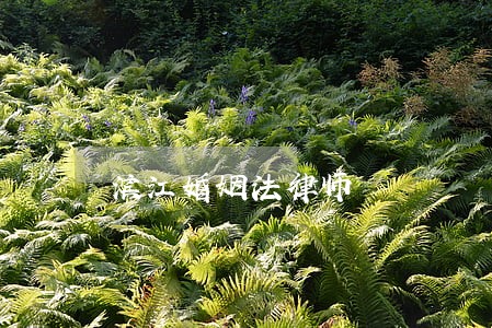 滨江婚姻法律师 滨江婚姻法律师