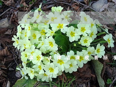 滨江法律咨询收费标准 滨江法律咨询收费标准