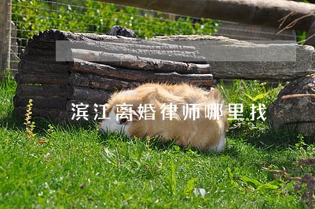 滨江离婚律师哪里找