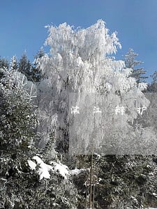 滨江辩护律师免费咨询 滨江辩护律师免费咨询