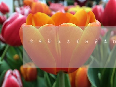 滨海新区公司经营在线律师 滨海新区公司经营在线律师
