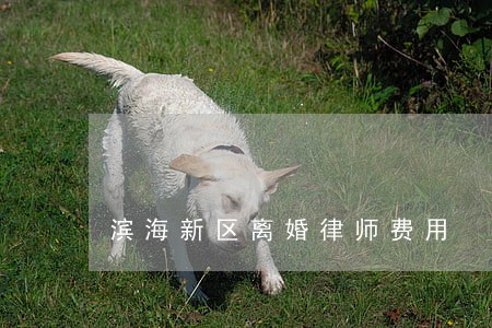 滨海新区离婚律师费用 滨海新区离婚律师费用