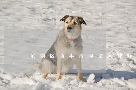 滨湖区商事合同法网律师推荐 滨湖区商事合同法网律师推荐