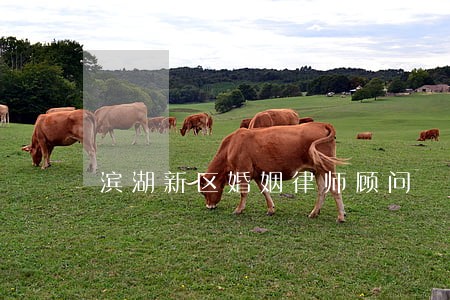 滨湖新区婚姻律师顾问 滨湖新区婚姻律师顾问