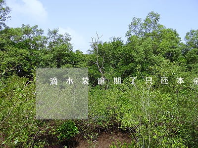 滴水袋逾期了只还本金可以吗 滴水袋逾期了只还本金可以吗