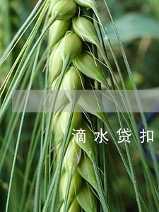 滴水贷扣款了还逾期 滴水贷扣款了还逾期